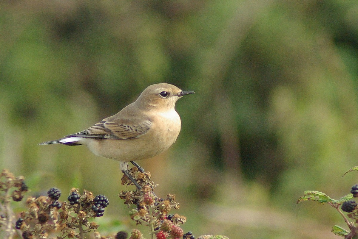 Northern Wheatear - ML529452181