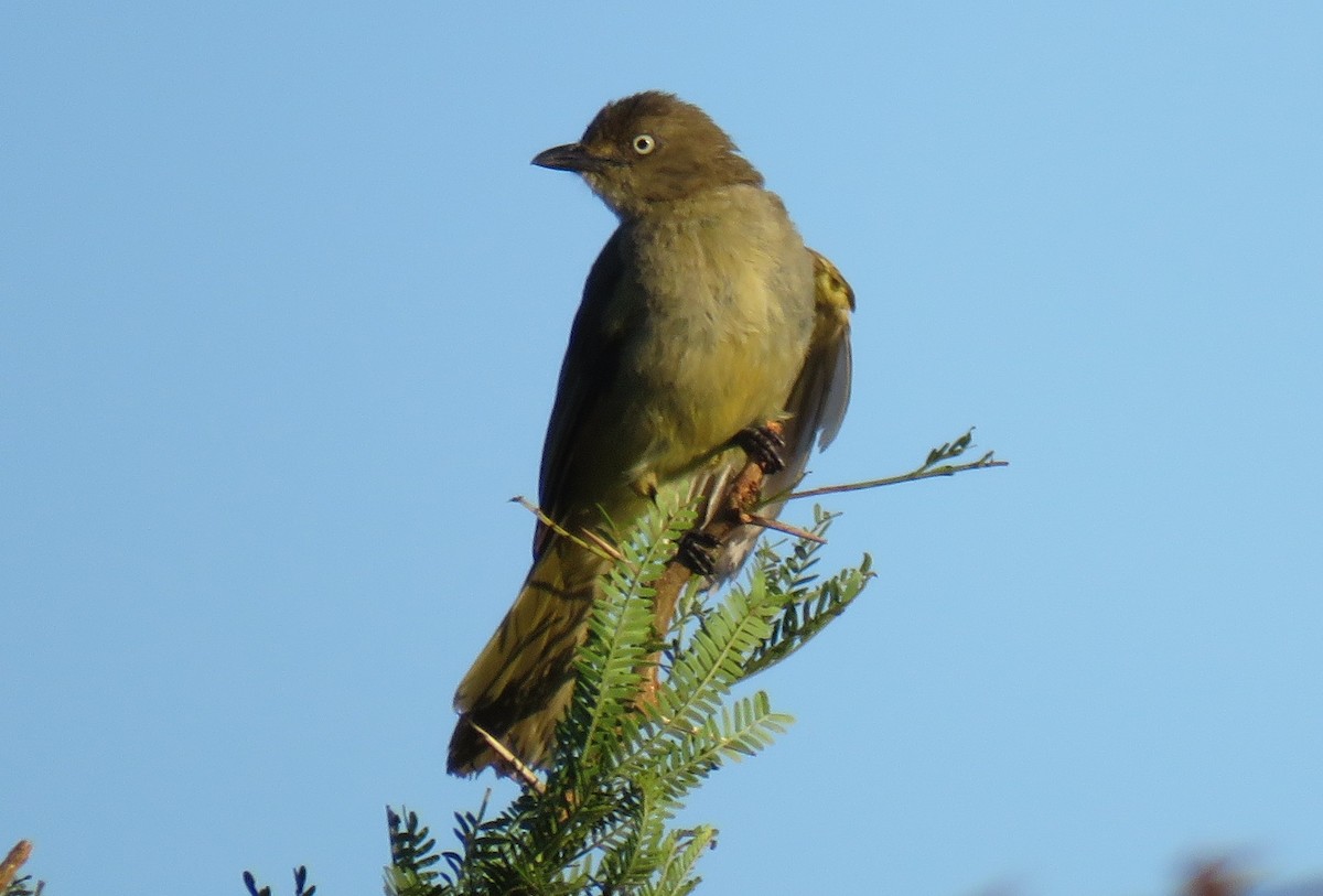 Sombre Greenbul - Brad Arthur