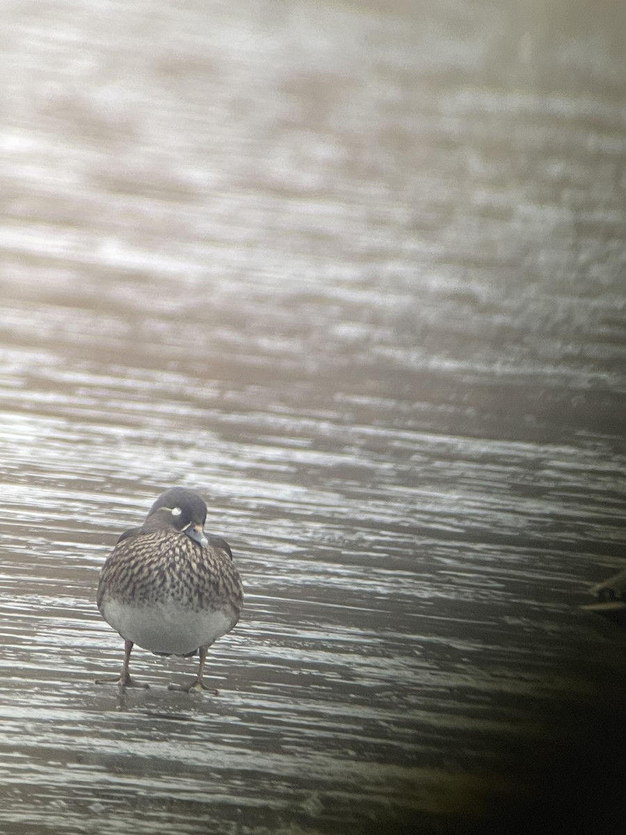Canard branchu - ML529452861