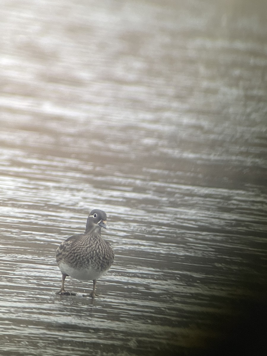 Canard branchu - ML529452881