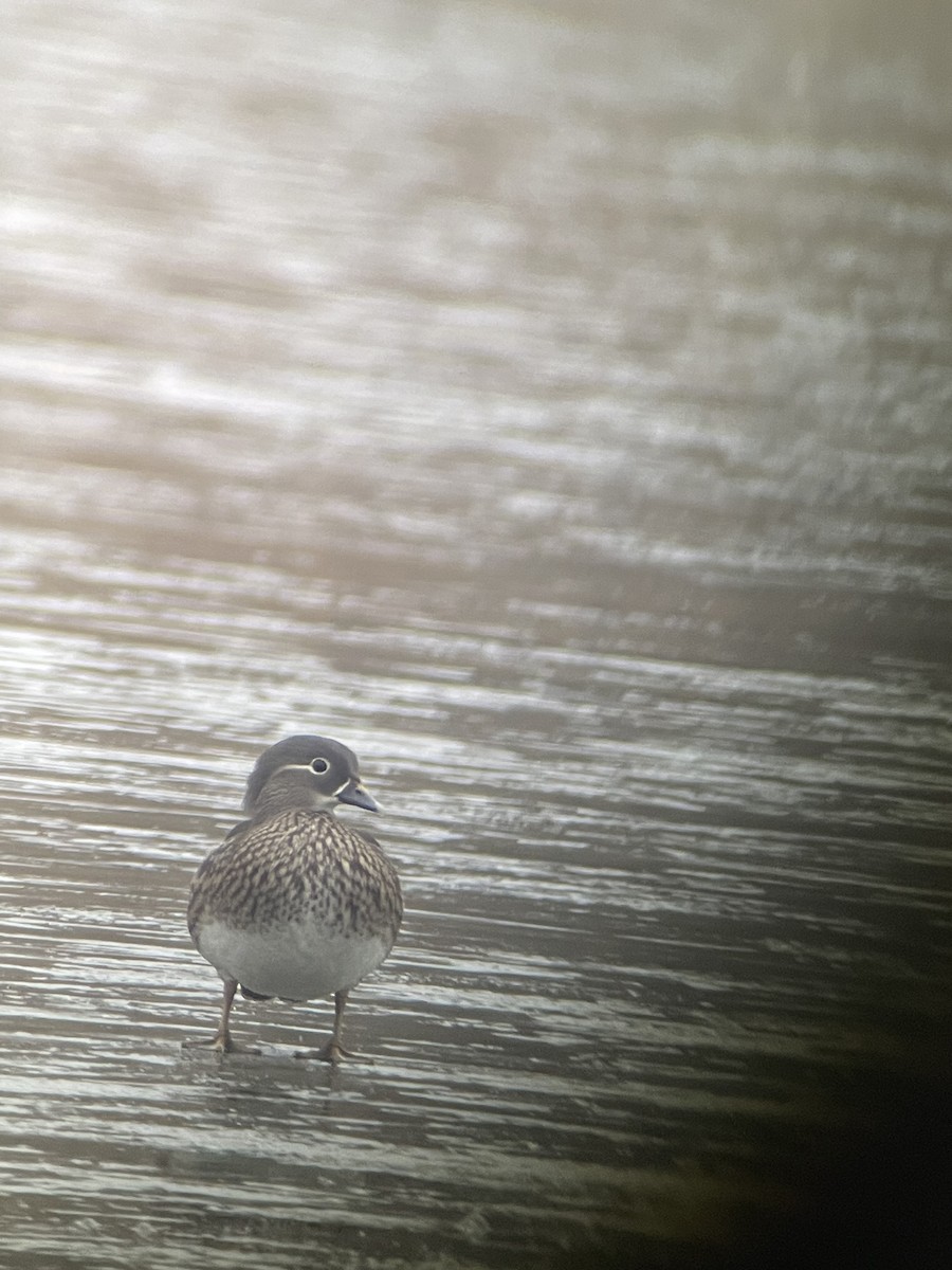 Canard branchu - ML529452891