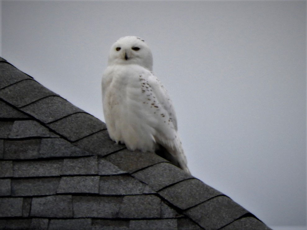 Snowy Owl - ML529452901