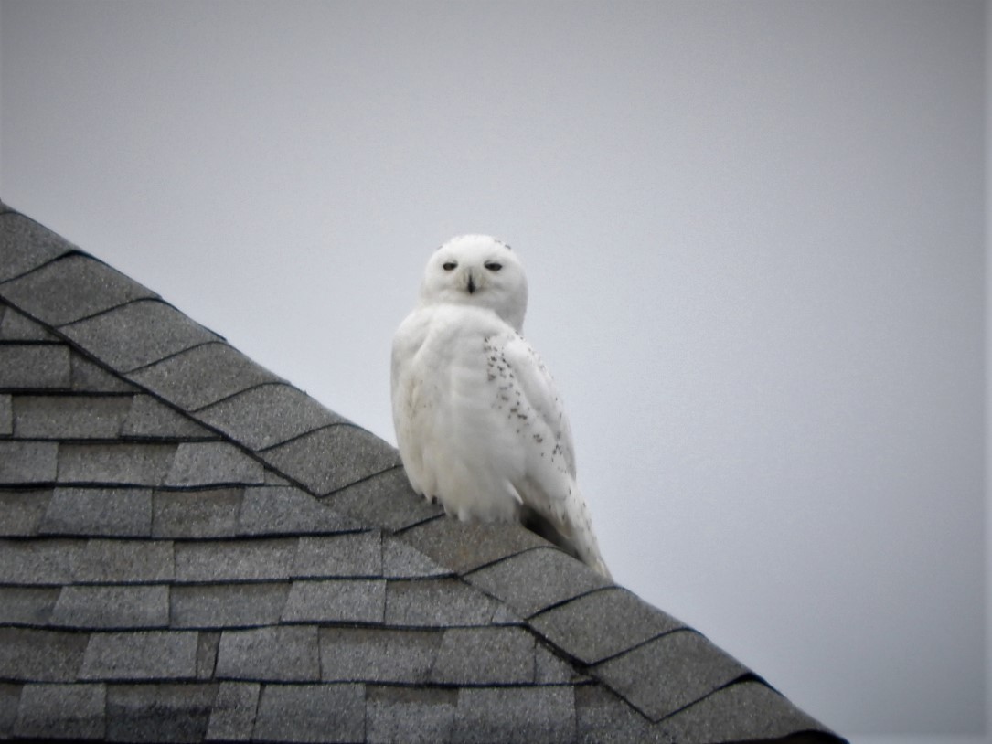 Snowy Owl - ML529453051