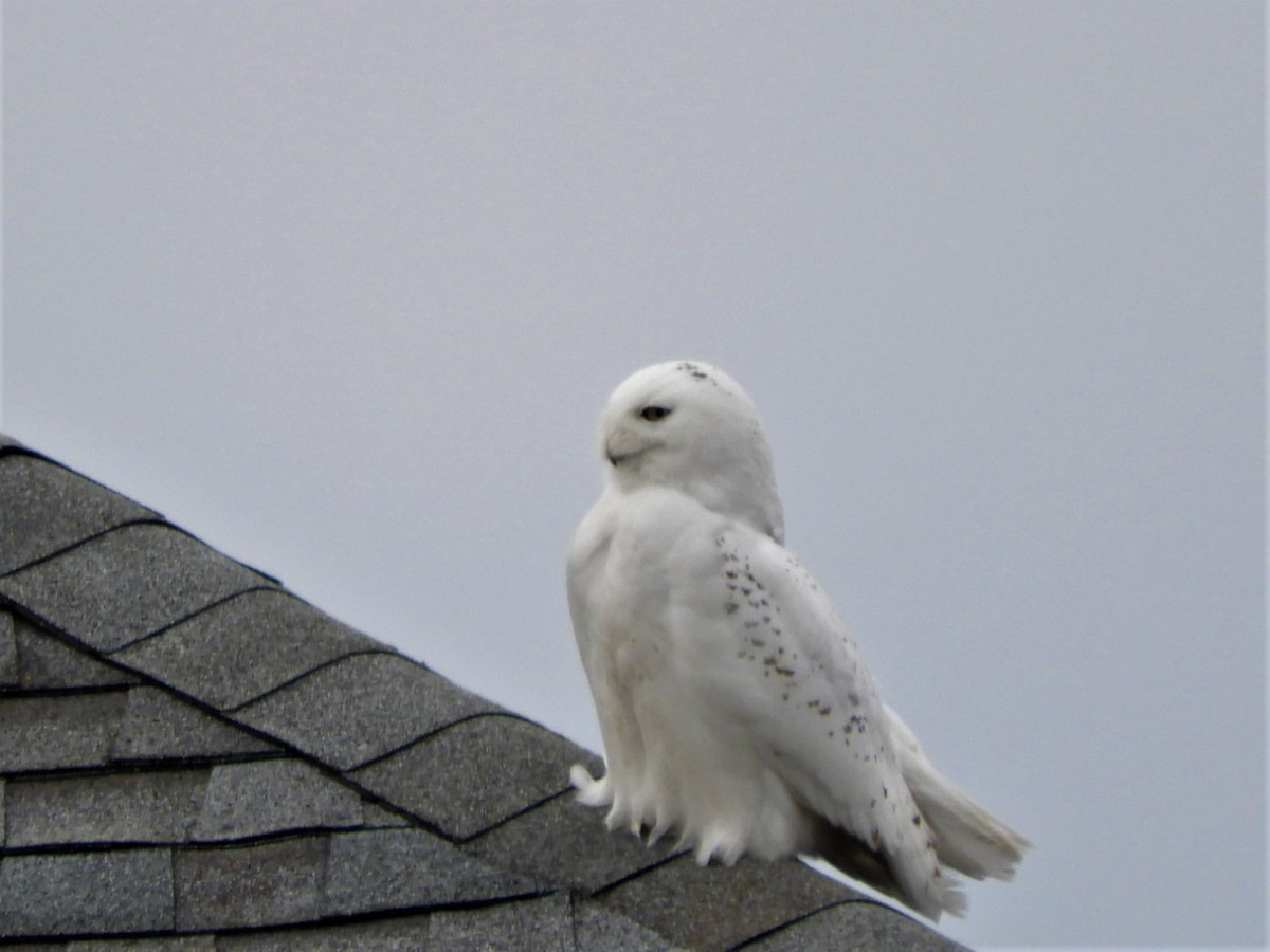 Snowy Owl - ML529453071