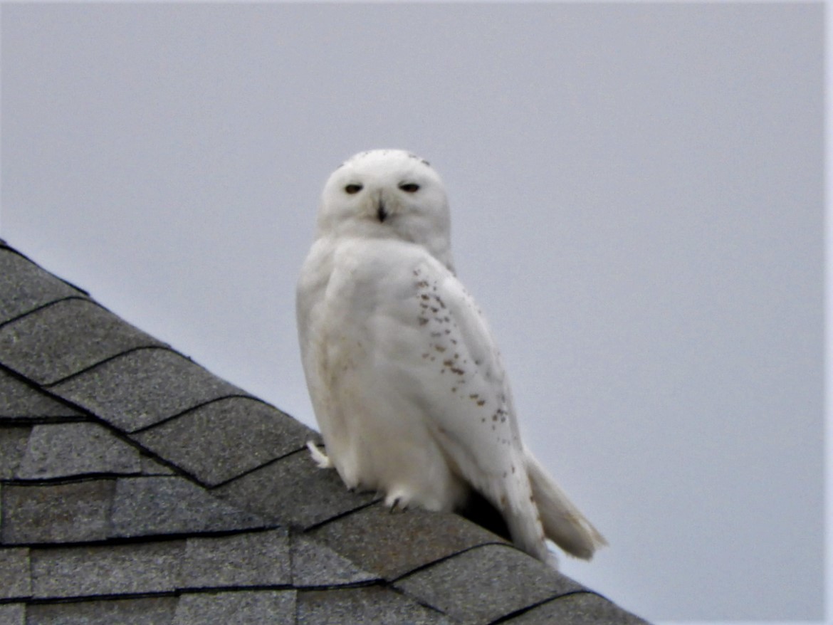 Snowy Owl - ML529453081