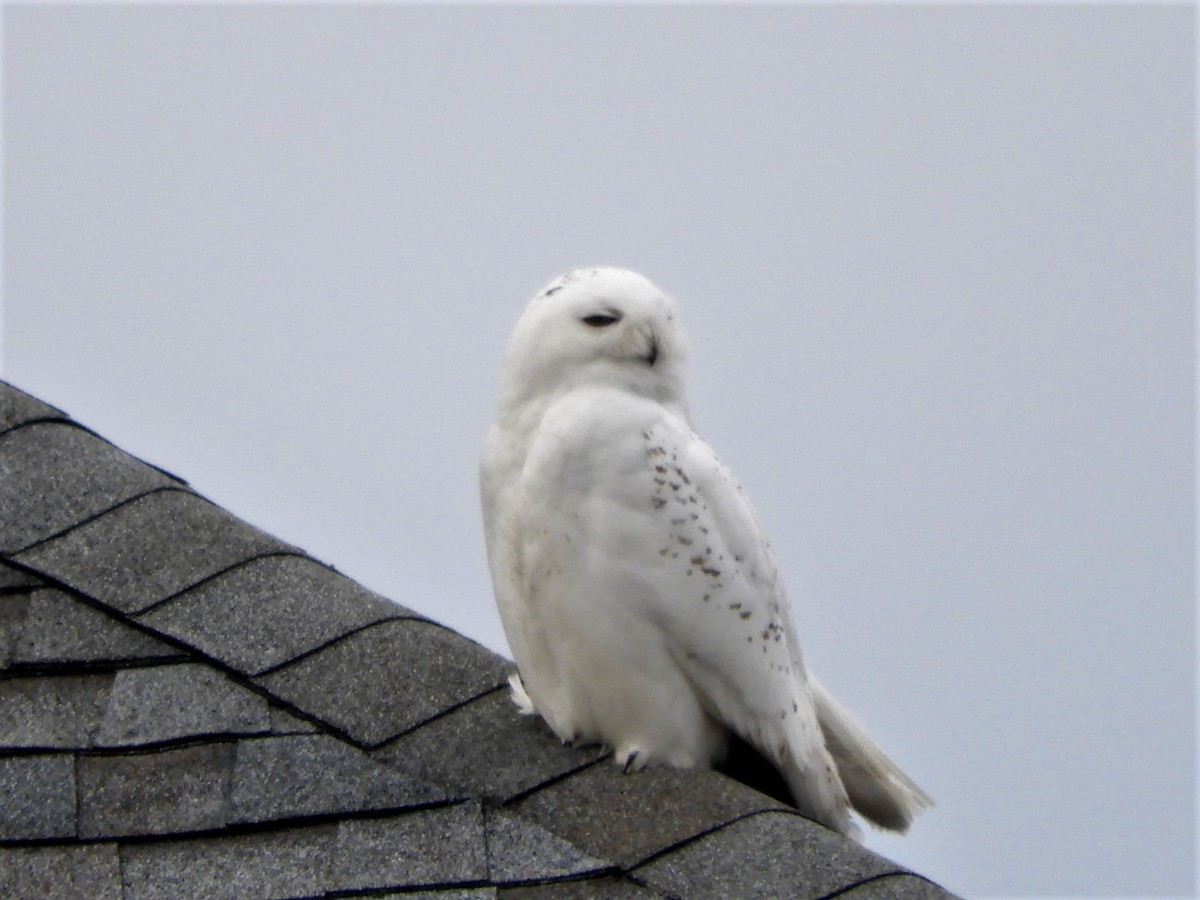 Snowy Owl - ML529453111