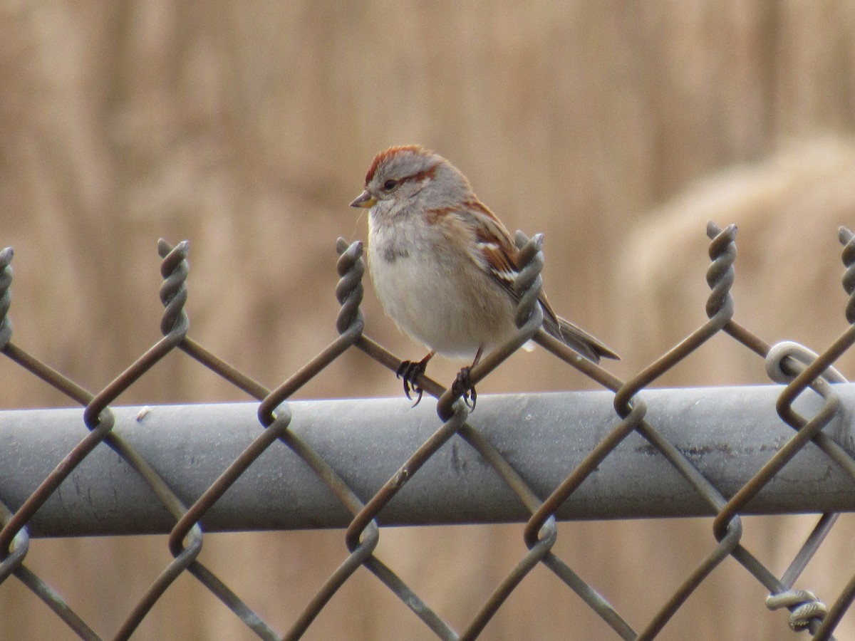 American Tree Sparrow - ML529454801