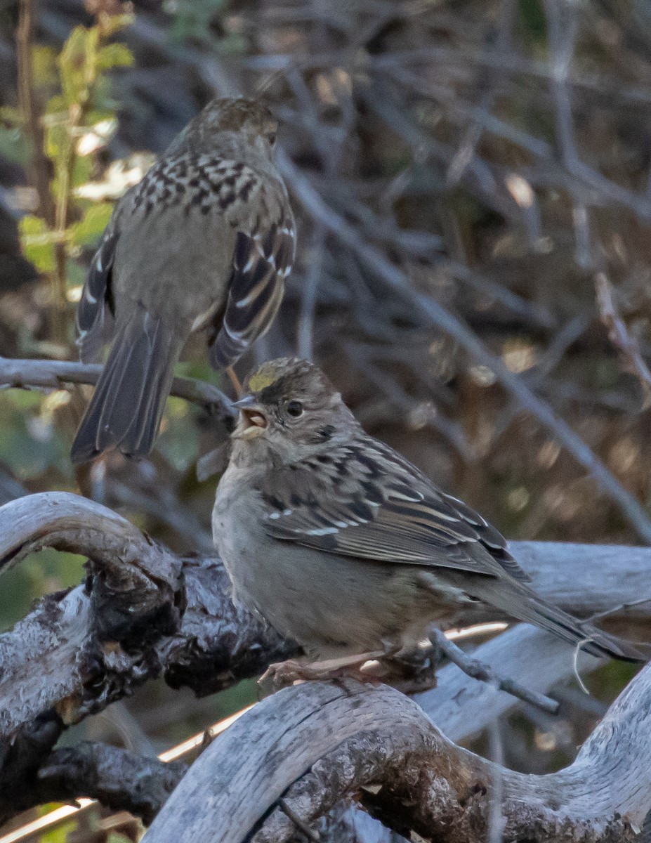 Golden-crowned Sparrow - ML529454911