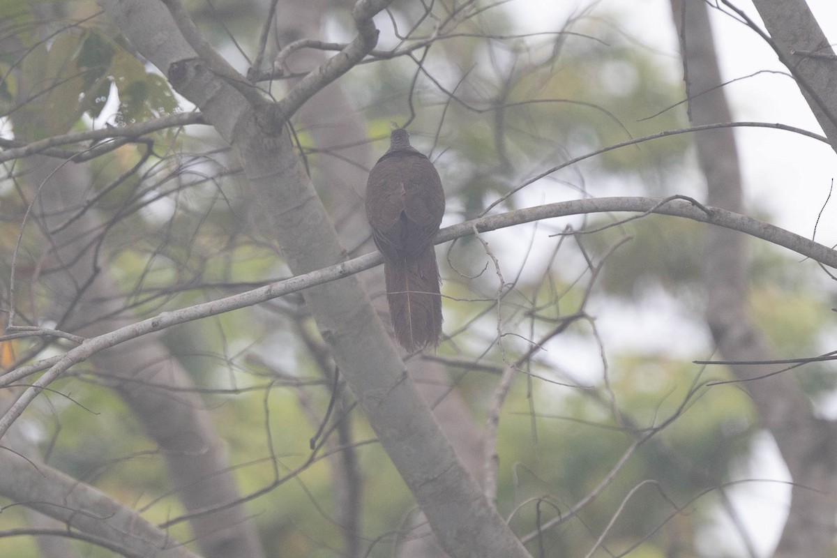 Tanimbar Cuckoo-Dove - John Hiles