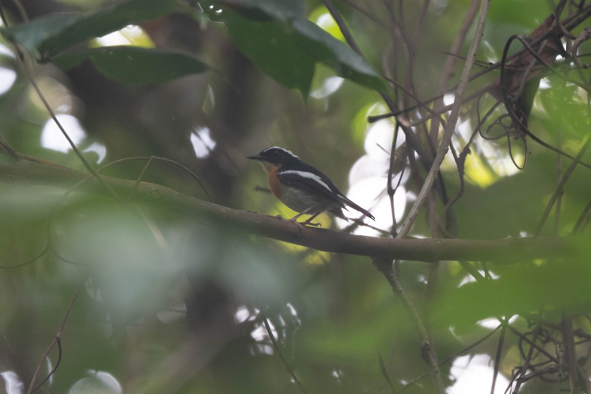 Tanimbar Flycatcher - ML529458131