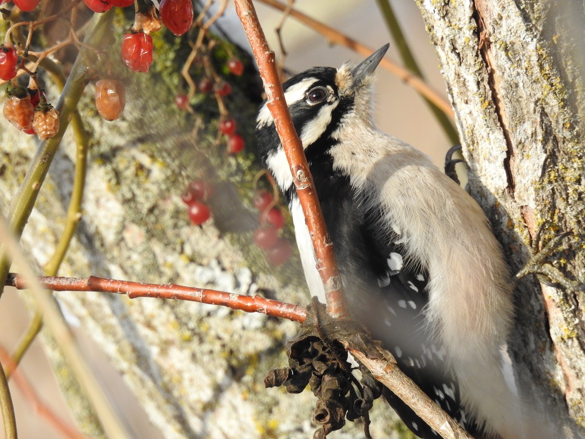 Downy Woodpecker - ML529458411