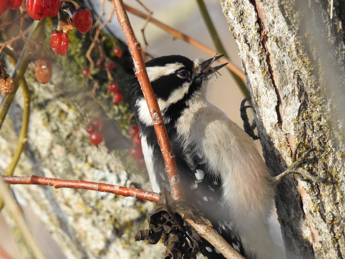 Downy Woodpecker - ML529458471