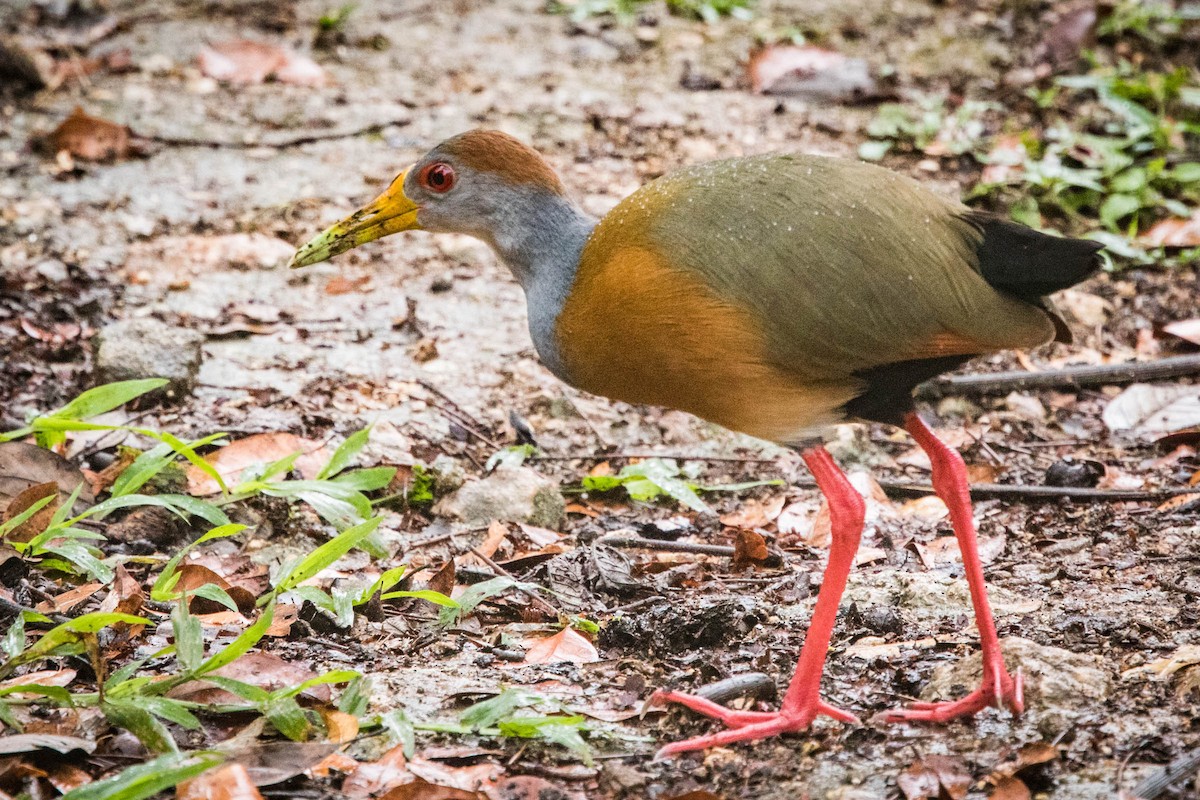 Russet-naped Wood-Rail - Jonathan Ley