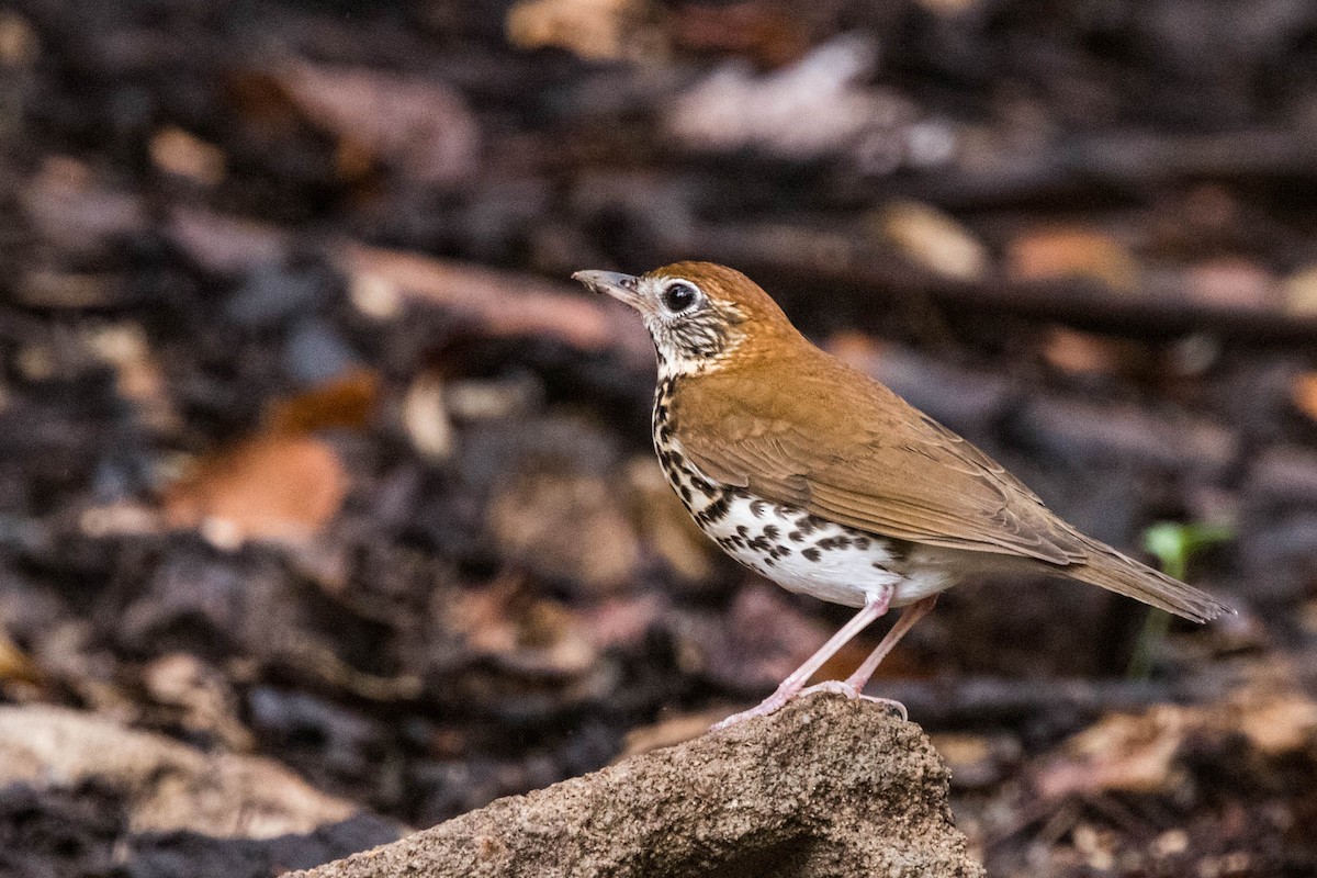 Wood Thrush - ML529458971