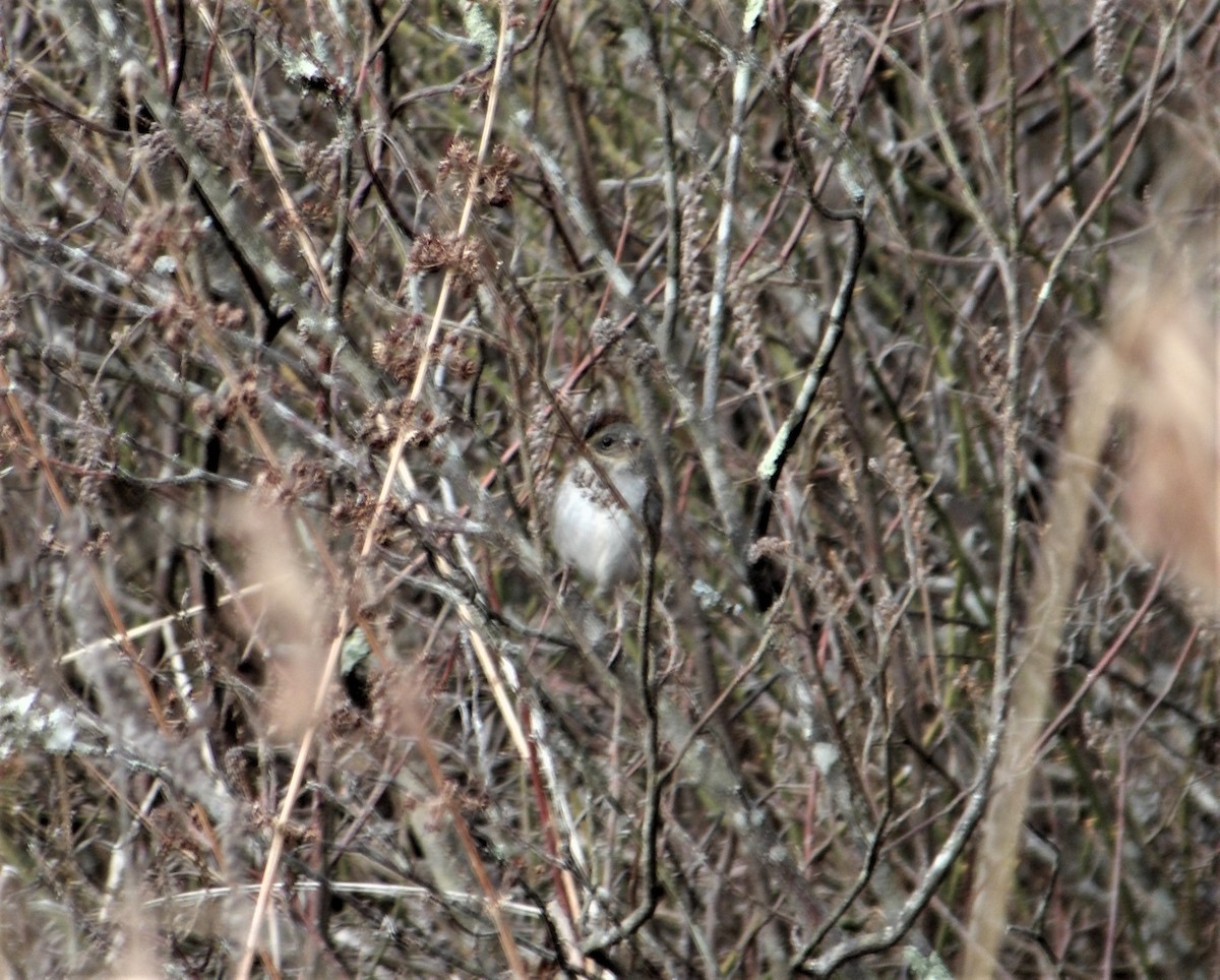 Swamp Sparrow - ML529458991