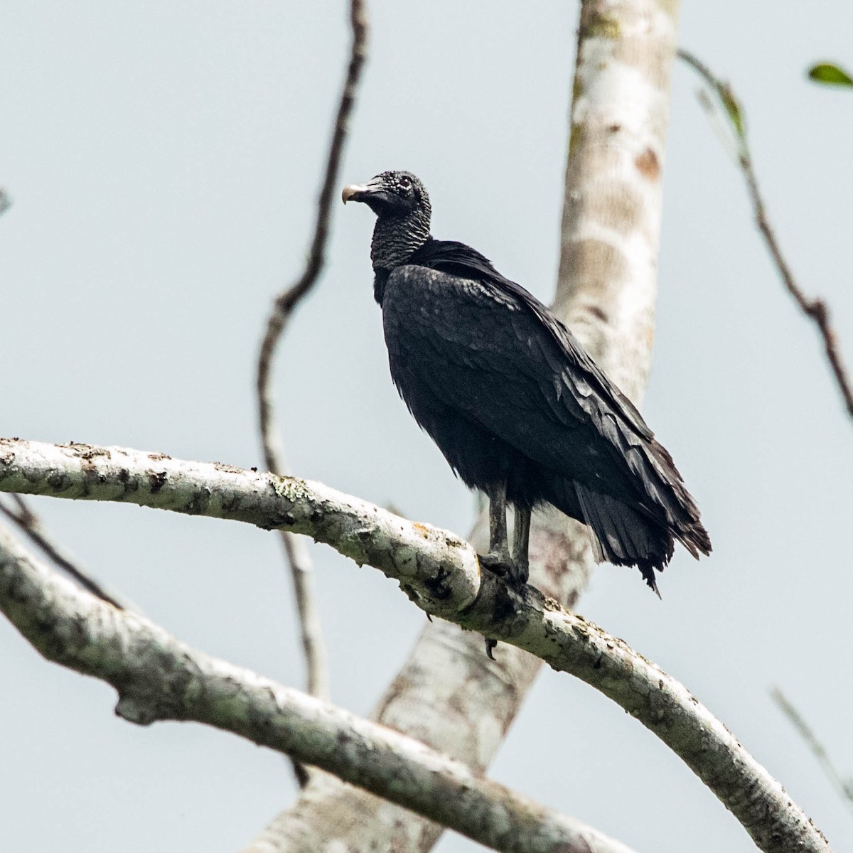 Black Vulture - Jonathan Ley
