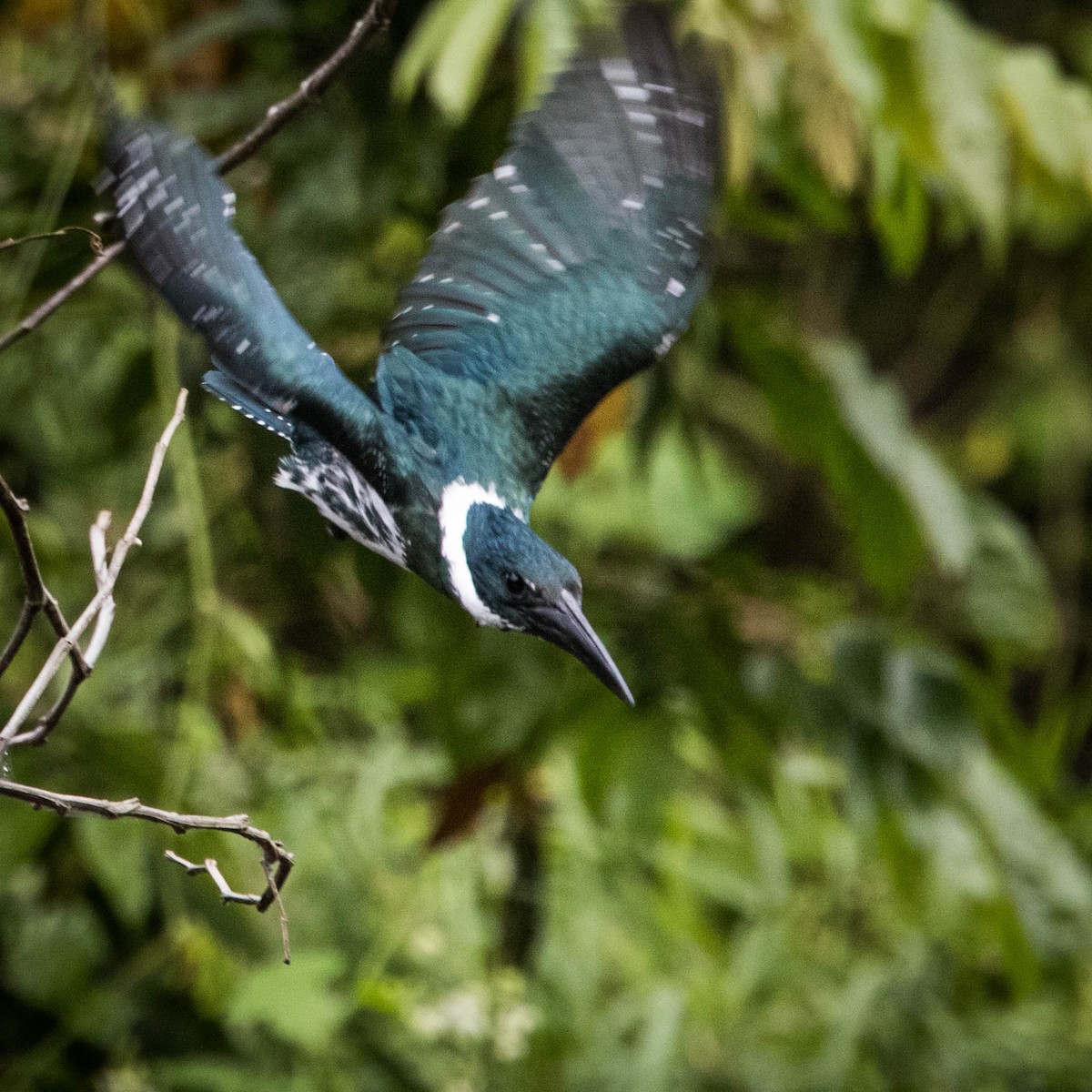 Amazon Kingfisher - Jonathan Ley