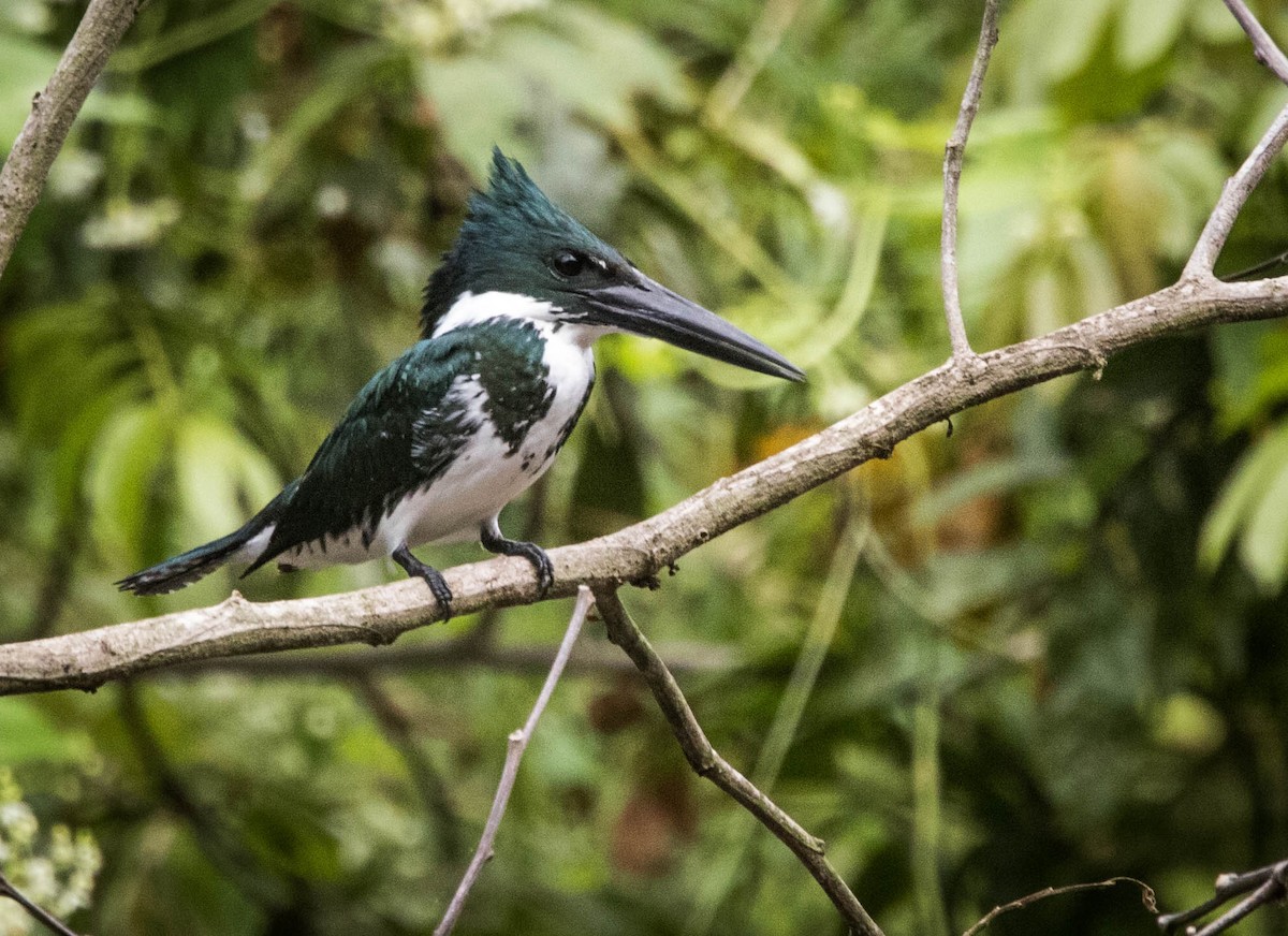 Amazon Kingfisher - Jonathan Ley