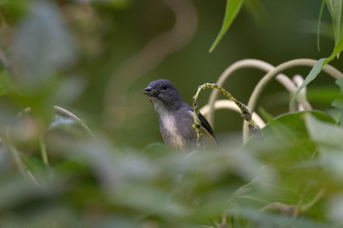 Buru Flowerpecker - ML529459261