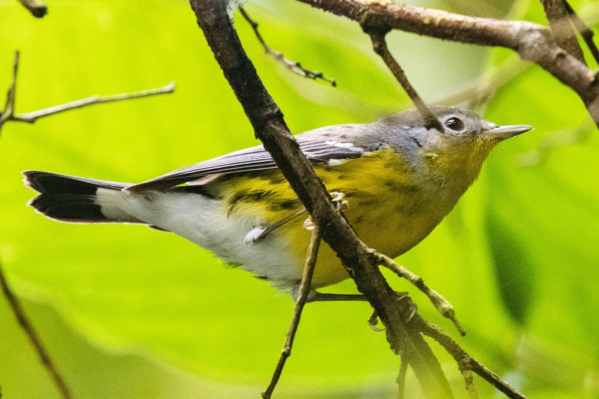 Magnolia Warbler - ML529459371