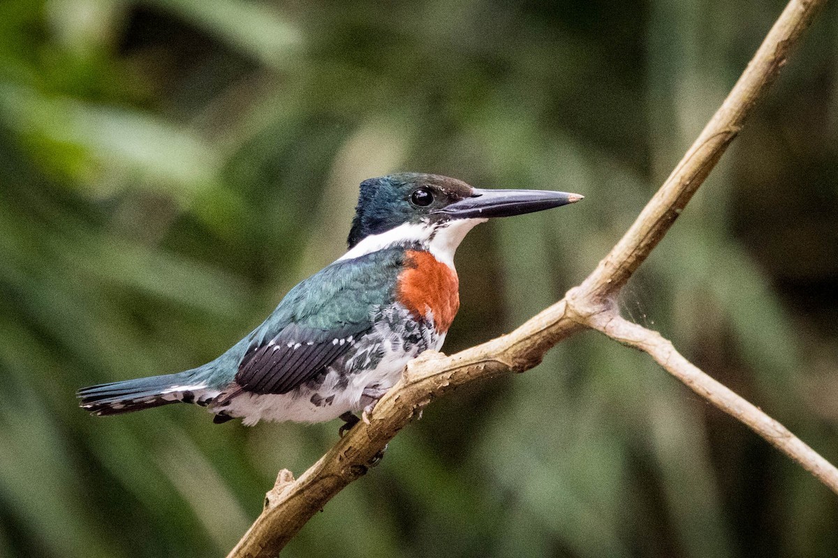 Amazon Kingfisher - ML529459401