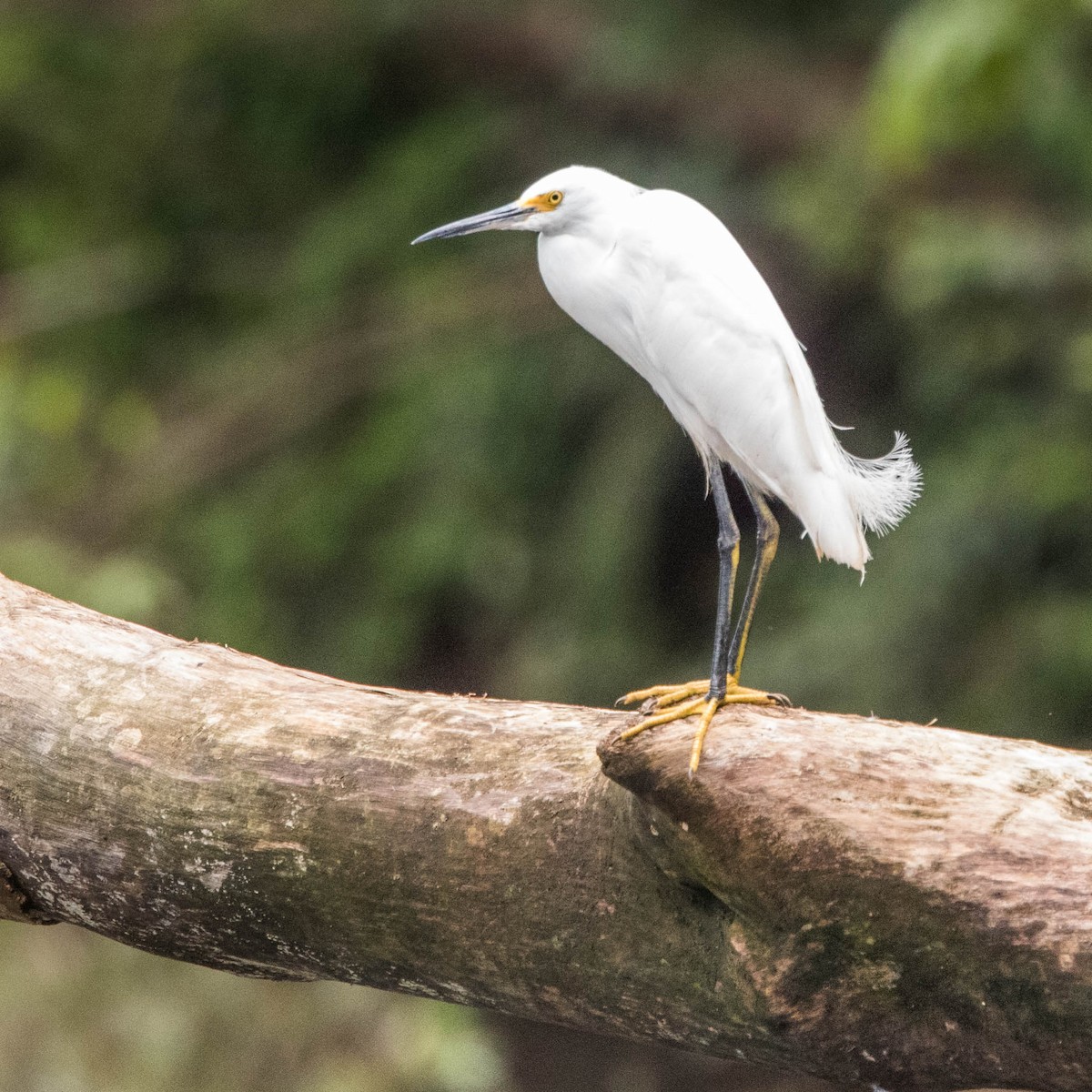 Snowy Egret - Jonathan Ley