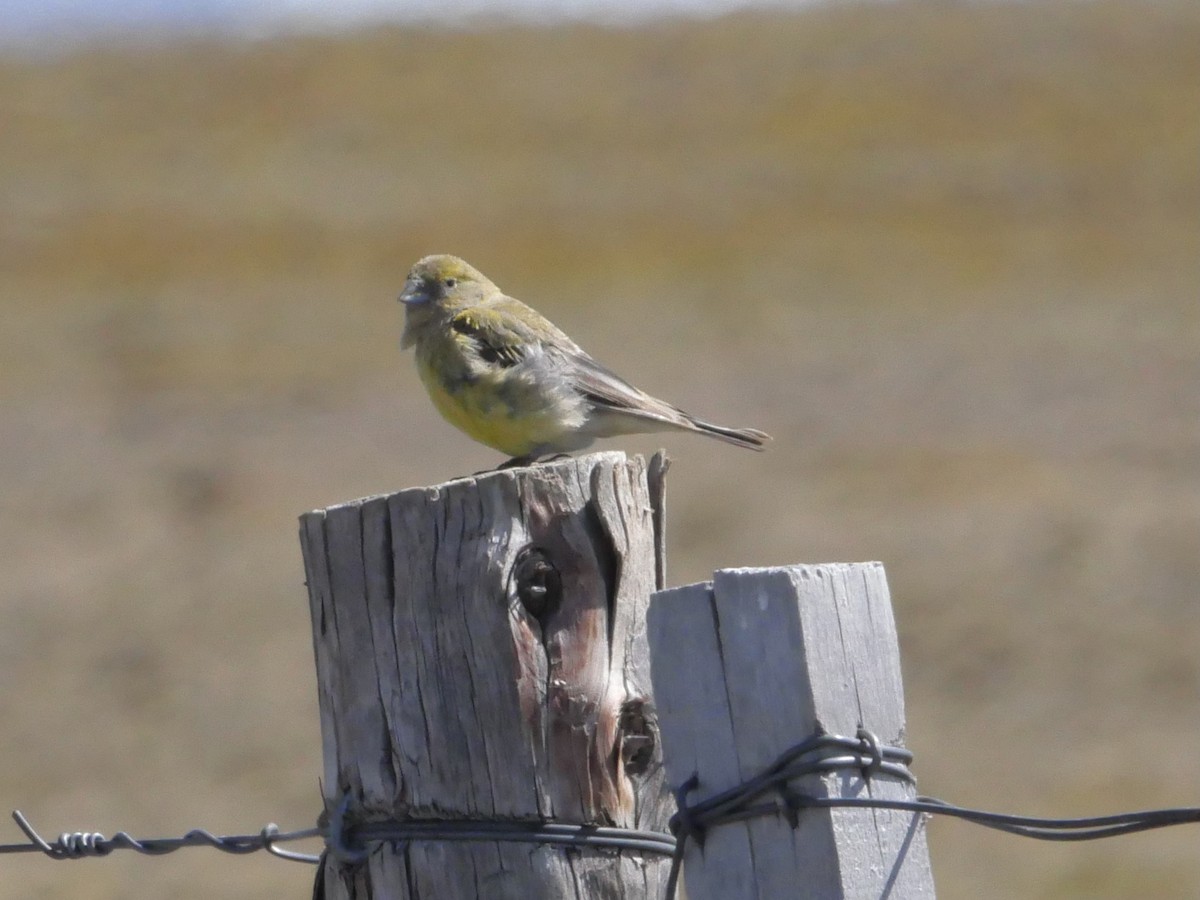 Patagonian Yellow-Finch - ML529459701