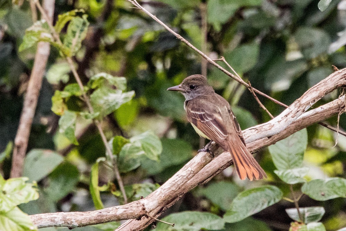 Great Crested Flycatcher - Jonathan Ley