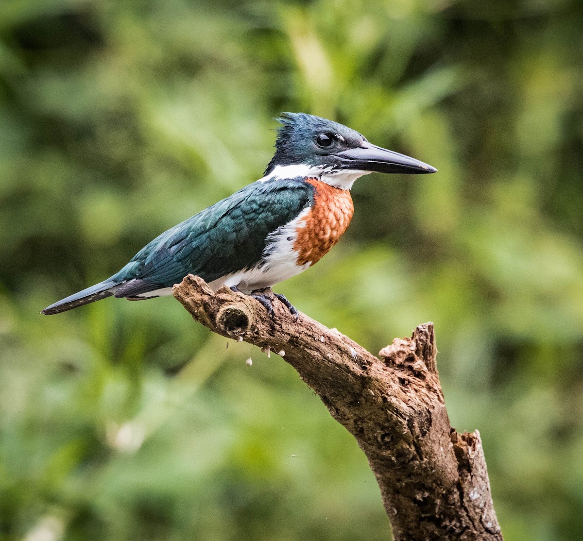 Amazon Kingfisher - Jonathan Ley