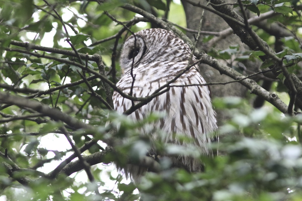 Barred Owl - Larry Scacchetti