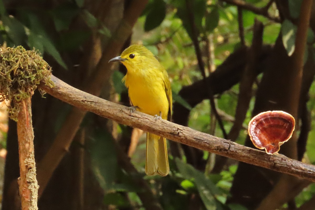 Yellow-browed Bulbul - ML529463061