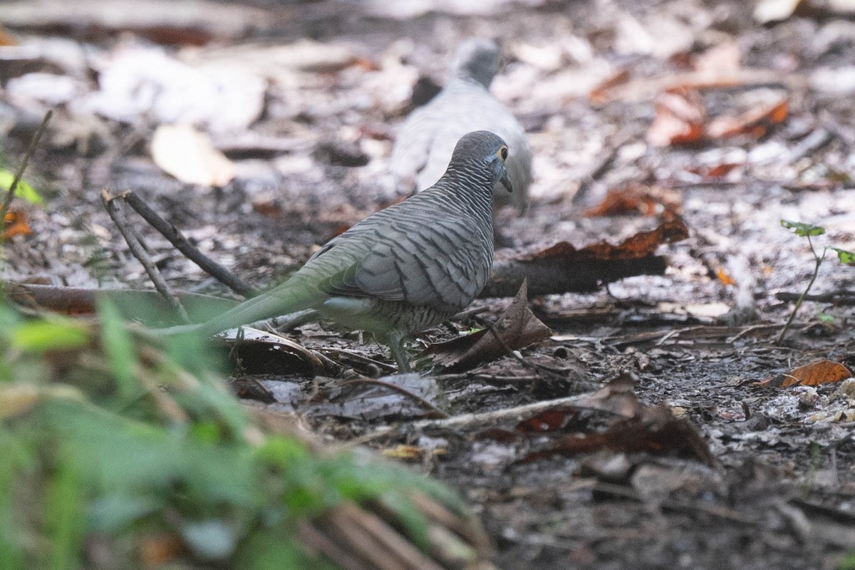 Barred Dove - ML529463201