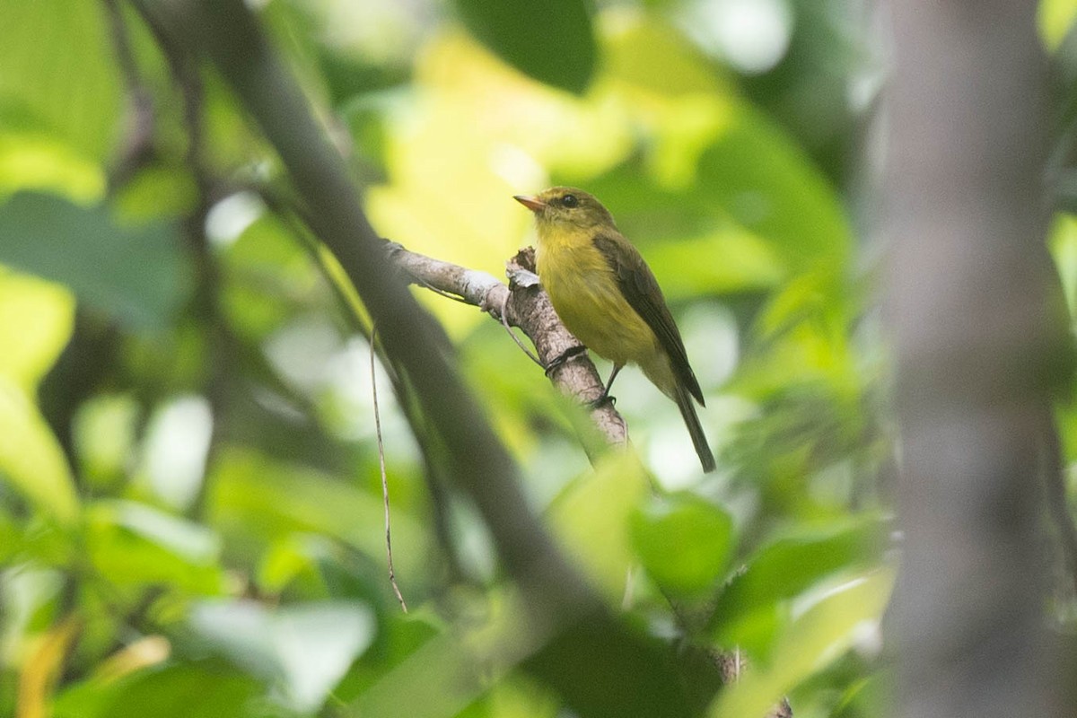 Golden-bellied Flyrobin - ML529463701