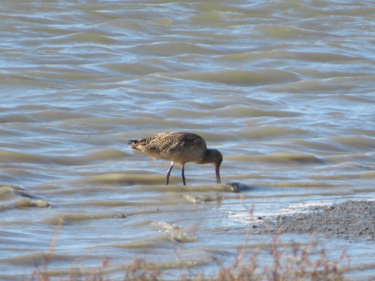 Marbled Godwit - ML529463851