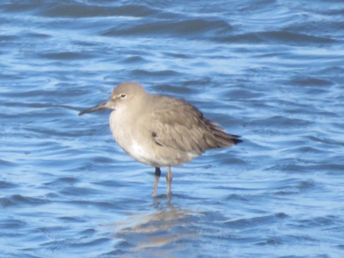 Willet - ML529464261