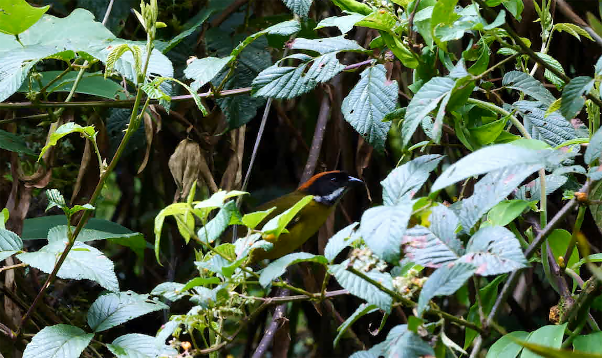 シラヒゲヤブシトド（albofrenatus） - ML529464341