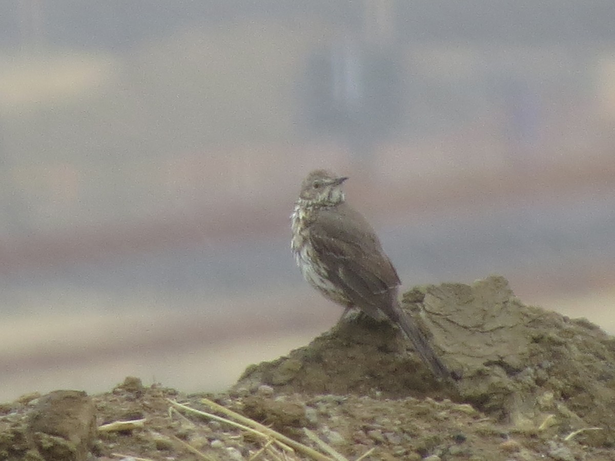 Sage Thrasher - Ted Floyd