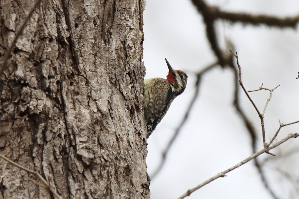 Yellow-bellied Sapsucker - ML529465971