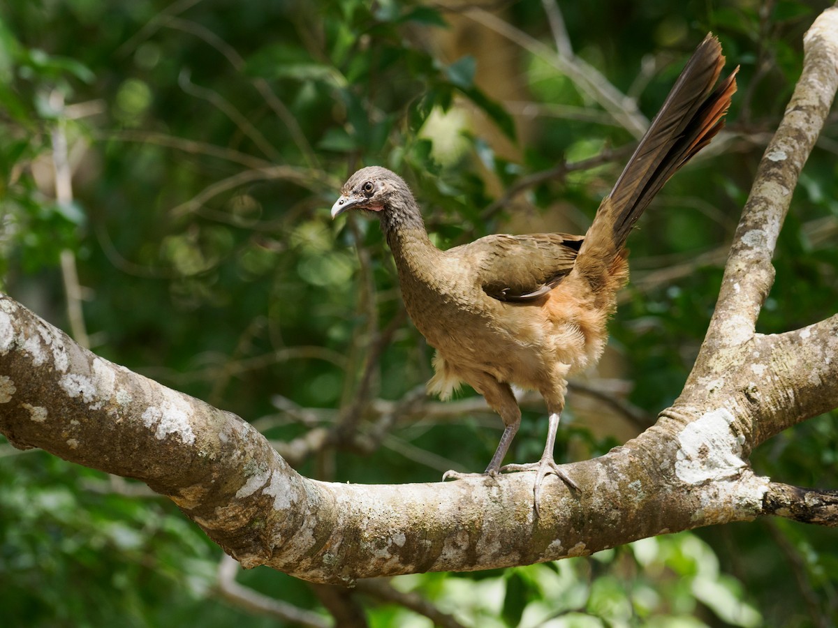 Rufous-vented Chachalaca (Rufous-tipped) - ML529466111