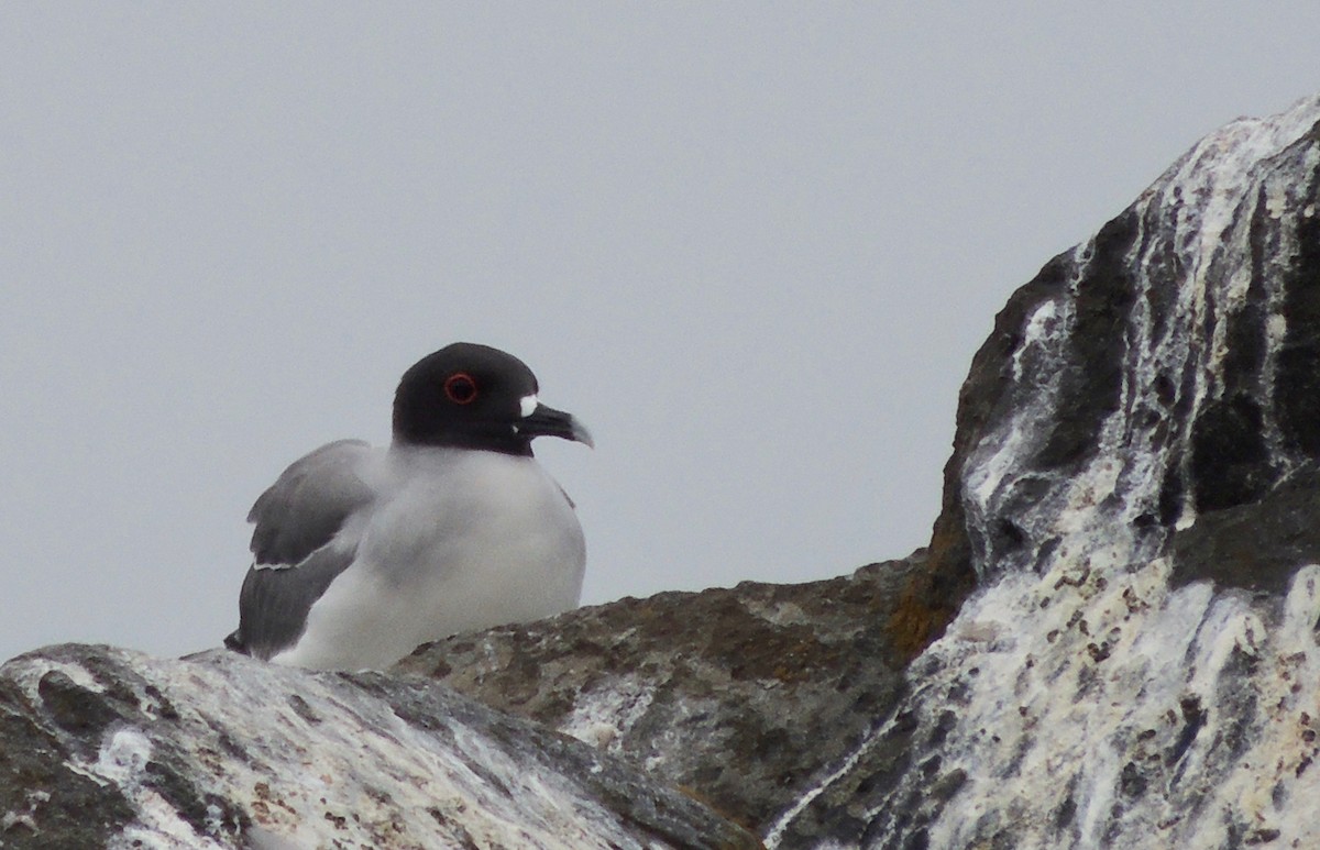 Swallow-tailed Gull - ML529466551