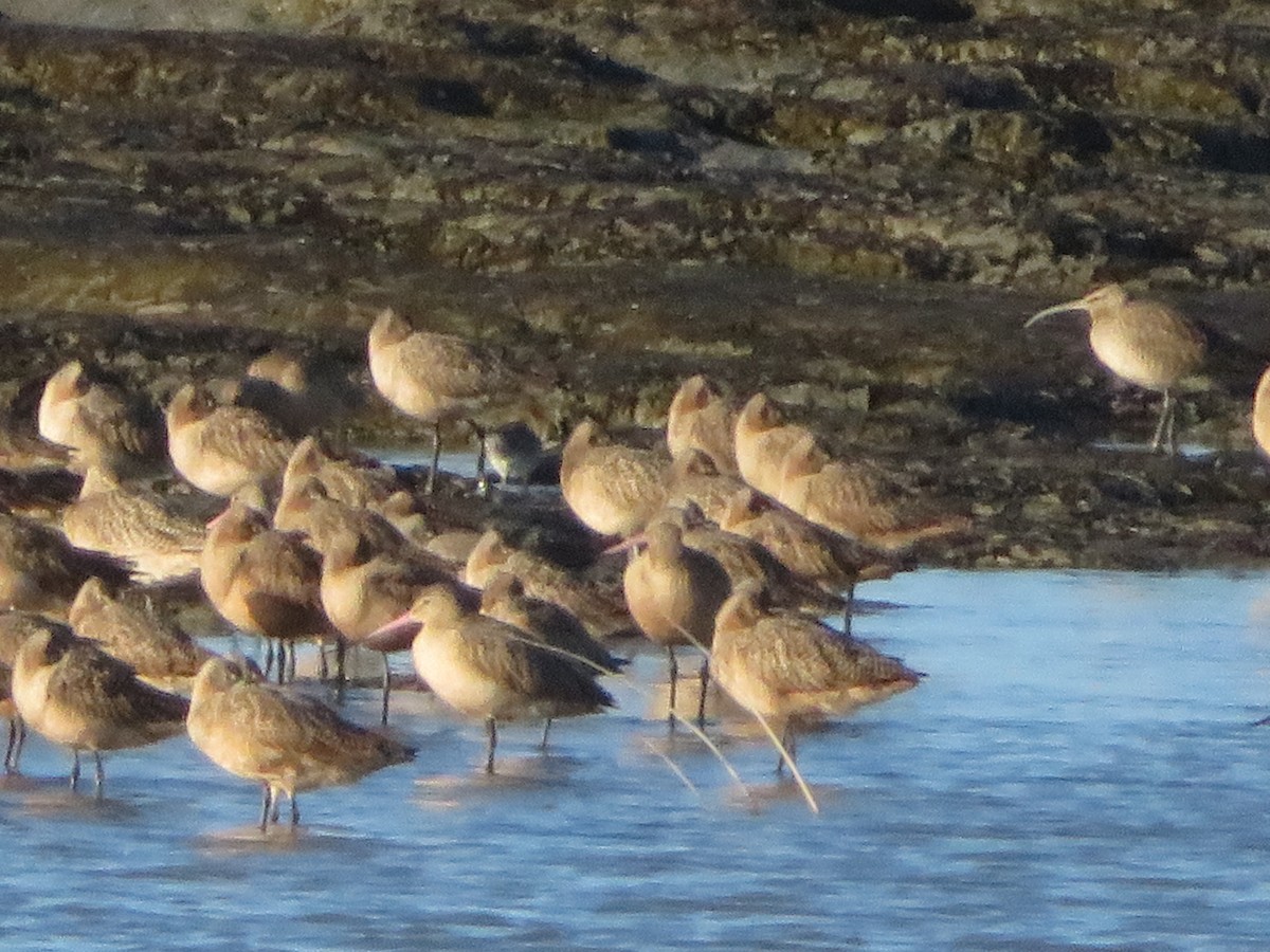 Marbled Godwit - ML529466891