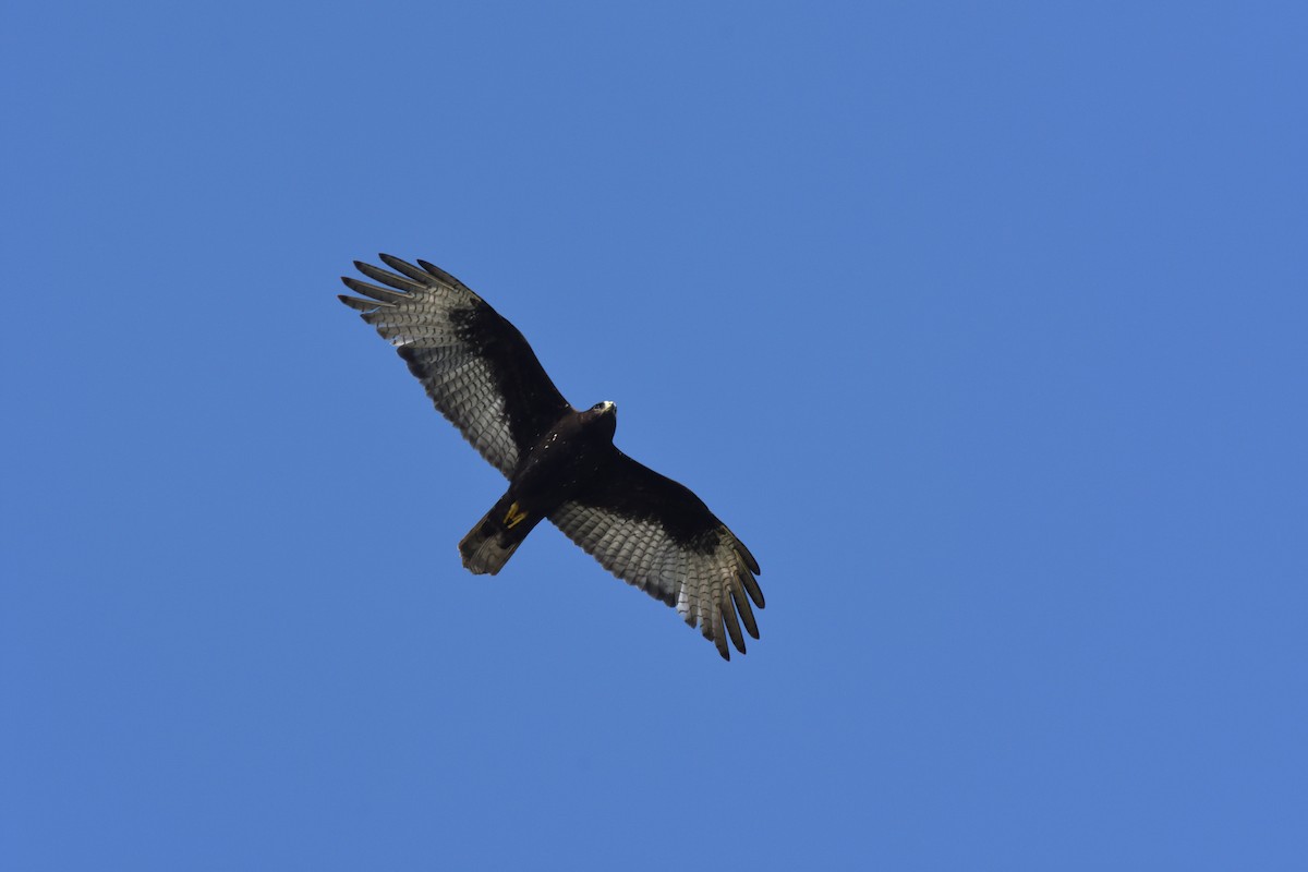 Zone-tailed Hawk - ML52946741