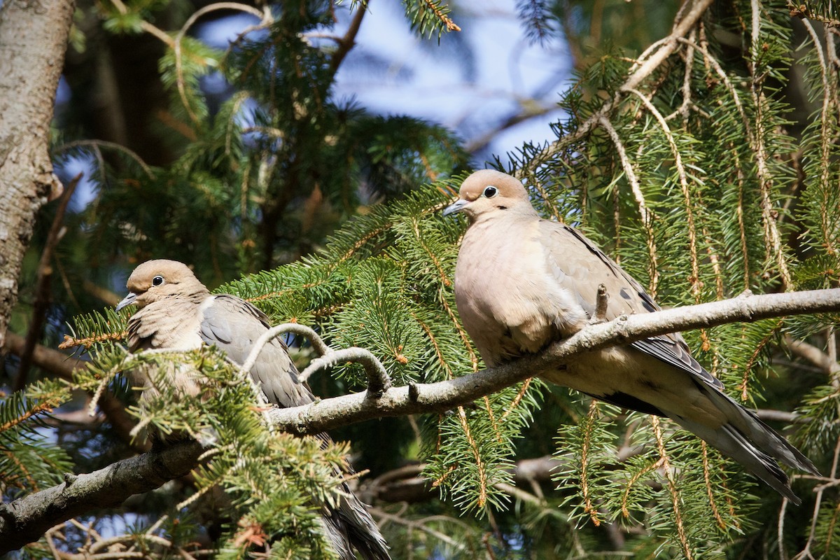 Mourning Dove - ML529467781