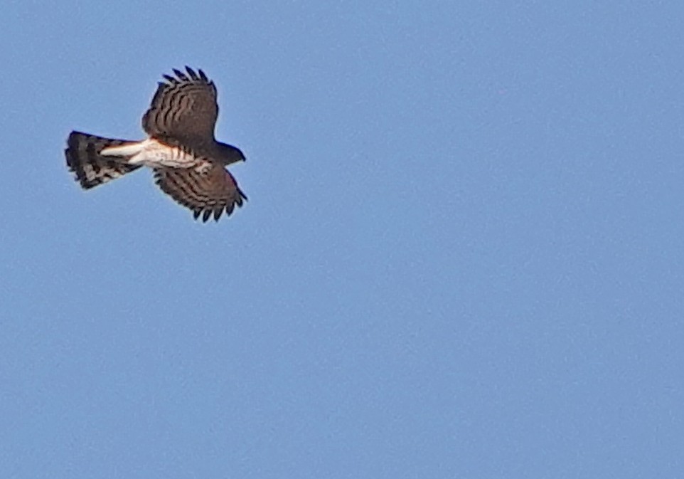 Cooper's Hawk - ML529467791