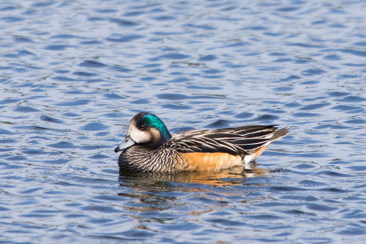 Chiloe Wigeon - Roland Pfeiffer