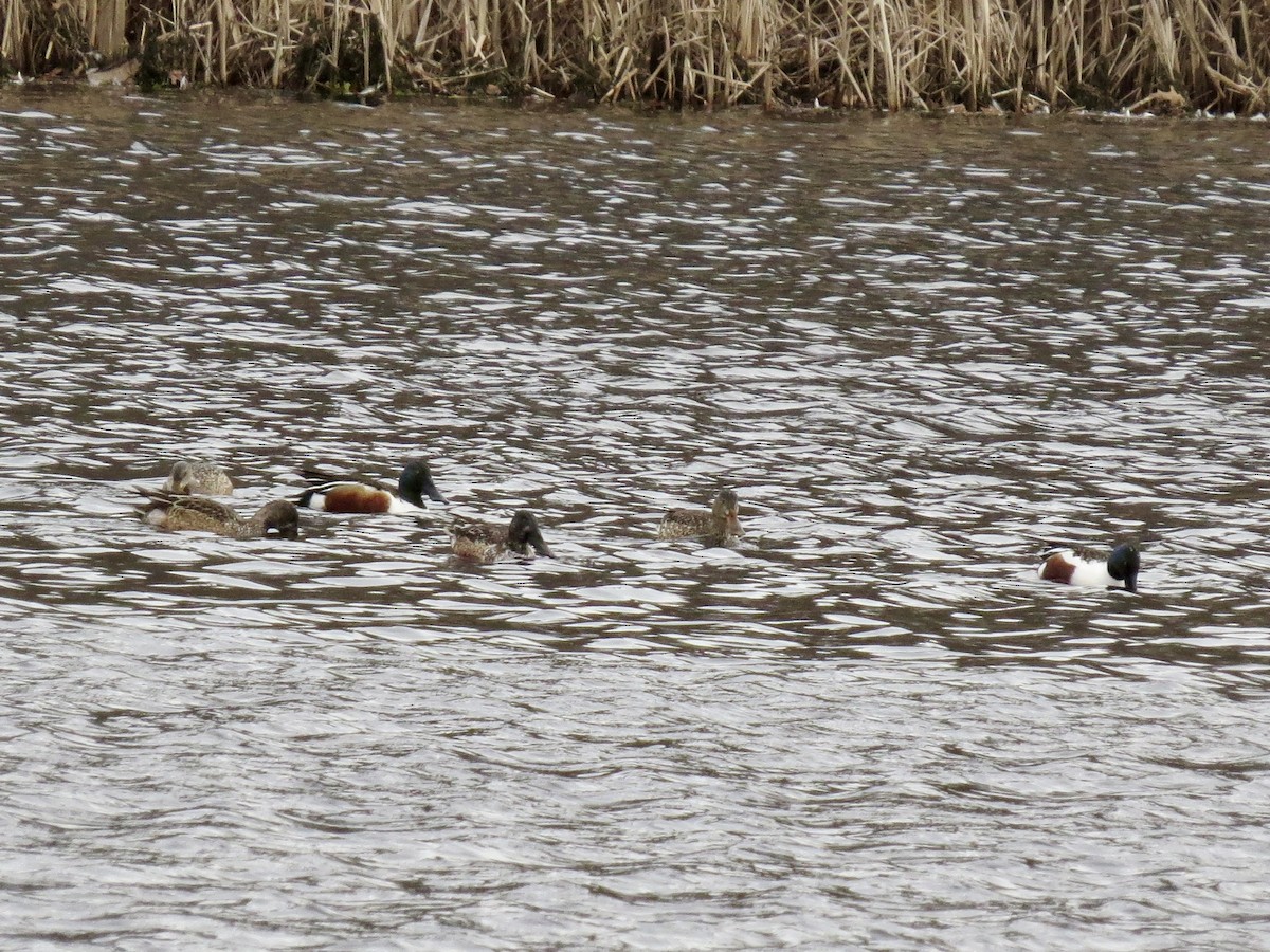 Northern Shoveler - ML529468041