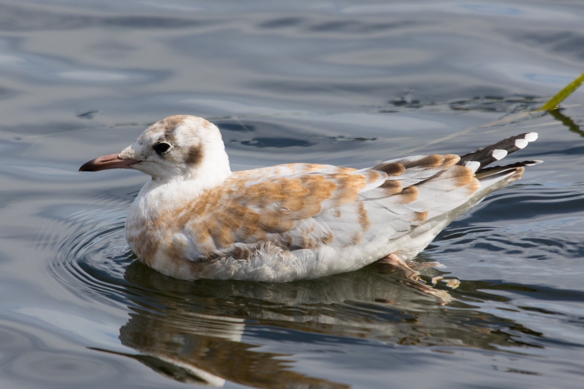 Brown-hooded Gull - ML529468111