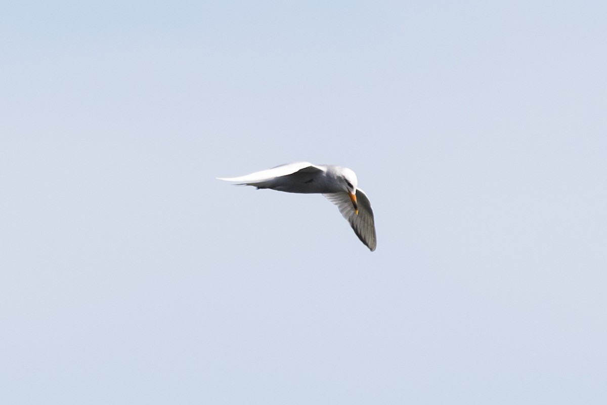 Snowy-crowned Tern - Roland Pfeiffer