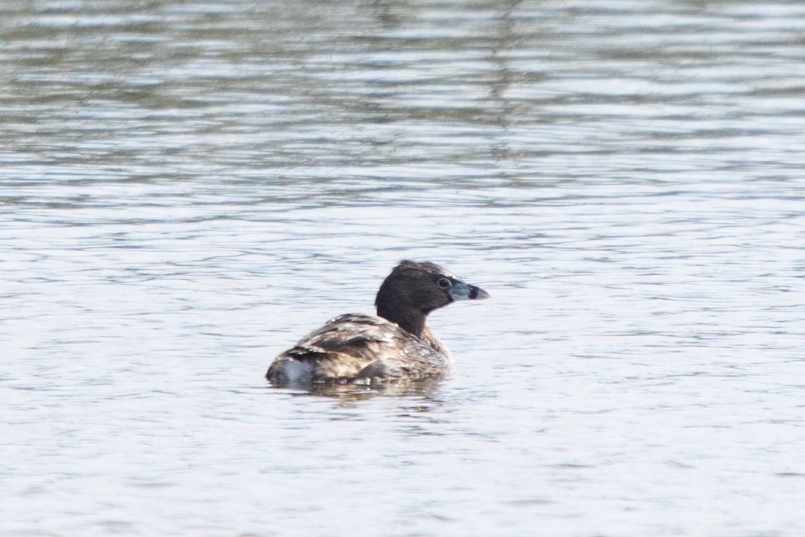 Pied-billed Grebe - Roland Pfeiffer