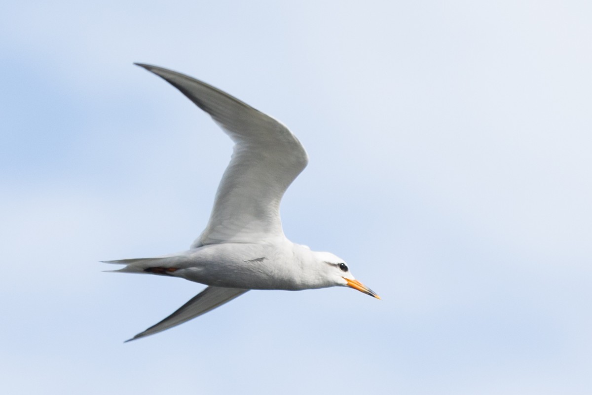 Snowy-crowned Tern - Roland Pfeiffer